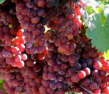 Виноград "Мускат Красный", саженец 1 шт