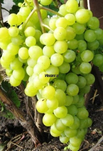 Виноград "Алешенькин", саженец 1 шт