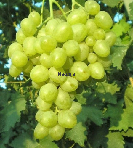 Виноград "Супер Экстра", саженец 1 шт